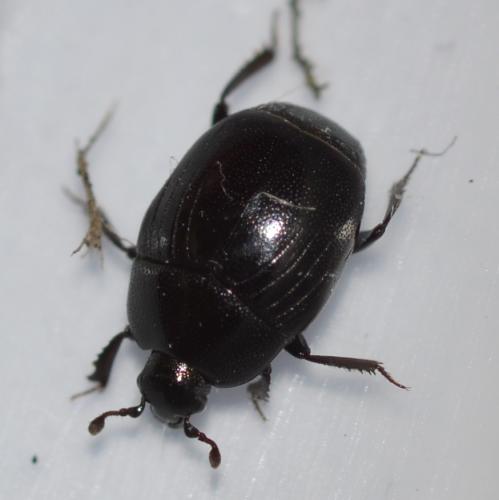 Gnathoncus nannetensis